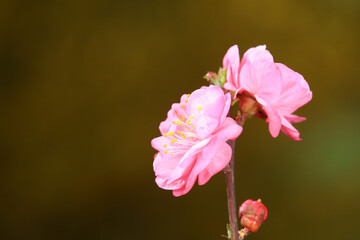 Obraz premium flowering plum flowers in the garden, North China
