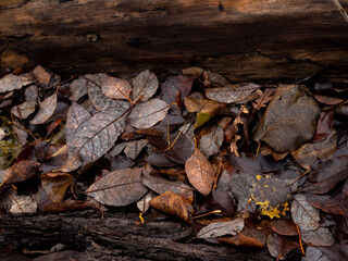 Seasonal autumn background of leaves