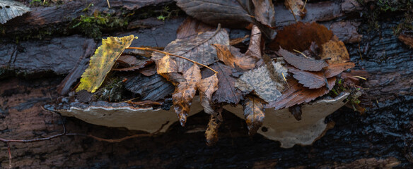 Seasonal autumn background of leaves