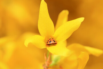 Harmonia axyridis grasps pollen on flowers, North China