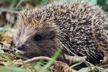 hedgehog in the grass