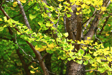 beautiful view of Ginkgo Tree(Maidenhair Tree),close-up of yellow and green leaves growing on the branch of the Ginkgo tree at autumn