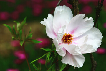 beautiful view of blooming white Peony flower,close-up of white with pink Peony flower blooming in the garden