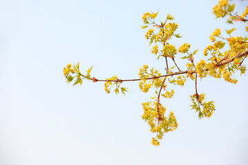 Beautiful maple flowers in the botanical garden, North China