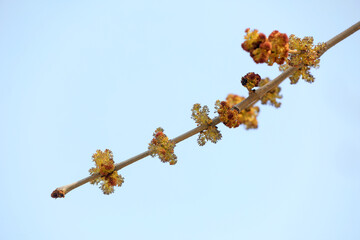 Fresh leaves of plants in the botanical garden, North China