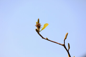 Yulanhua's stamens are in the botanical garden, North China