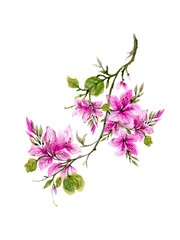 Cherry blossoms, spring flower garden illustration Japanese sakura flowers element isolated