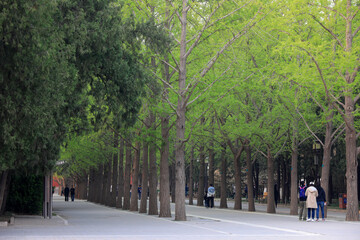 Greening trees in a park, Beijing