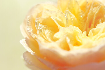 close up of yellow rose
