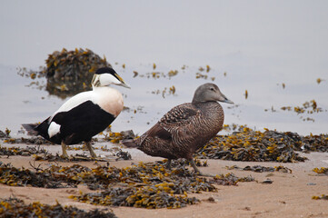 Common eider on the beach