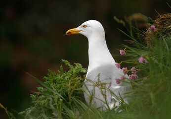 seagull in grass