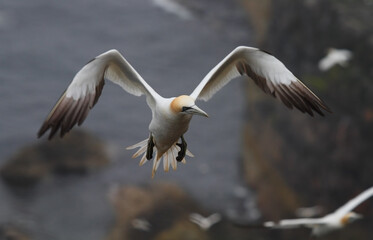 Gannet in flight