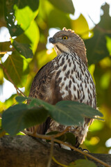 changeable or crested hawk eagle portrait perched on tree in natural green background and backlit or back light at jim corbett national park or forest reserve uttarakhand india - nisaetus cirrhatus