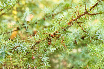 Juniper tree with berries