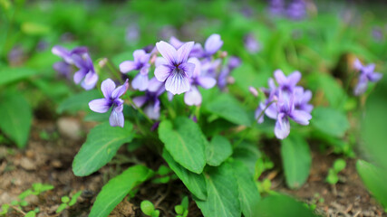 Viola flowers on the ground, North China