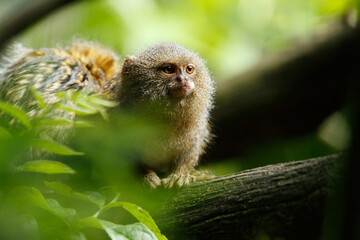 Pygmy marmoset