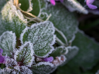 Close-up of the first frost on lemon balm leaves. Frost texture. Purple flowers. View from above. Horizontally. Desktop wallpaper