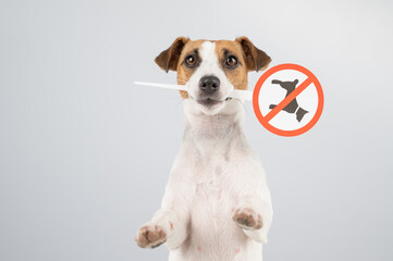 Dog jack russell terrier holding a sign dogs are not allowed on a white background.