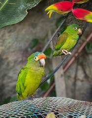 Pericos