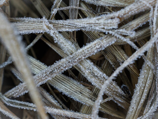 A close-up of the first frost on the withered yellow grass. Grass texture. Frost texture....