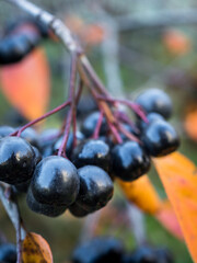 Close-up of bunches of chokeberry berries on a tree branch. Autumn leaves. Vertically