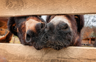 Close up portrait of donkies noses through the fence. Eco farming concept.