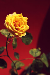  yellow roses on red background