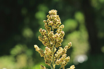 close-up view of Quinoa plant(Chenopodium quinoa) growing in the plantation at a sunny day       