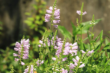 beautiful view of blooming Obedient Plant(Obedience Plant,False Dragonhead,Virginia Lion's Heart) flowers,close-up of purple with white flowers blooming in the garden