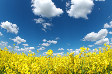 Rapeseed field, white clouds in the blue sky.