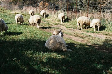 Peaceful flocks of sheep in Gangwon-do in Korea