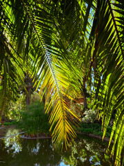 Lush emerrald green palm fronds, backlit by soft morning light, draped in front of a pond