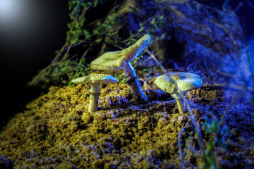 Mushroom with Light Effect
