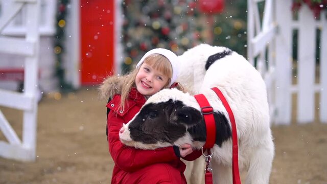 Pretty young girl in white hat and red winter jacket posing with young bull on a Christmas ranch under the snowing. Slow motion