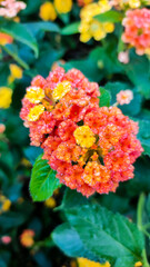 beautiful bright flowers close-up.