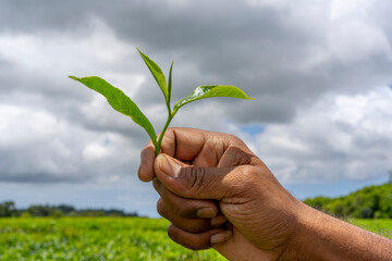 Man employee of tea company hold tea sprout against background of plantation field. Selects the...