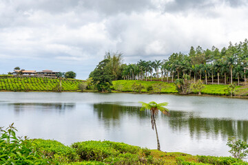 Fototapeta na wymiar Green tea plantations near lake, high in the mountains in Mauritius. High quality photo