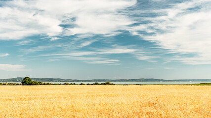 Beautiful yellow wheat field at the lake Balaton in summer.