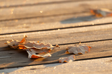 Natural background with frost and oak leaves