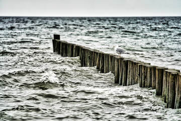 Fototapeta premium Möwe Ostsee