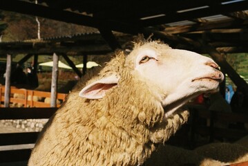 Sheep in Korea
