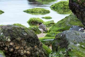 Fototapeta na wymiar bird looking for a nest among the rocks covered with seaweed