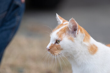 猫の横顔　茶白猫