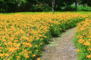 beautiful landscape of Daylily(Hemerocallis fulva,Orange Daylily) flowers with pathway,view of orange daylily flowers blooming in the 
countryside
