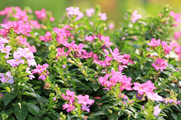 beautiful view of blooming Cuphea,False Healther,Elfin Herb,Cigar Flower,close-up of pink flowers blooming in the garden 