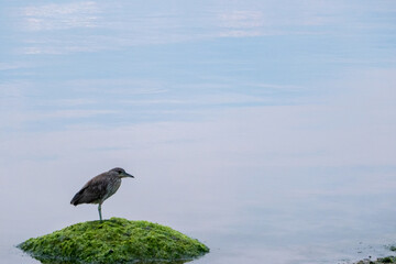 bird perched on a rock over the ocean