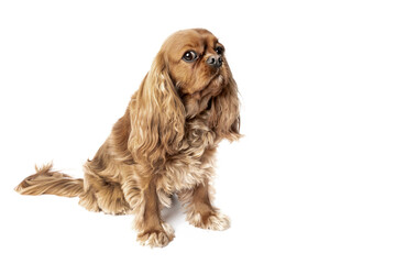 Cavalier spaniel isolated on white background