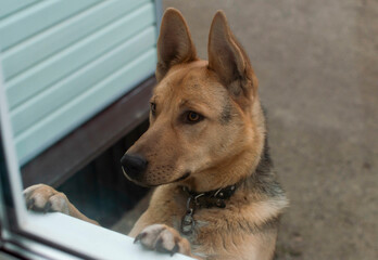 A dog with a sad expression looks curiously out of the window of the house