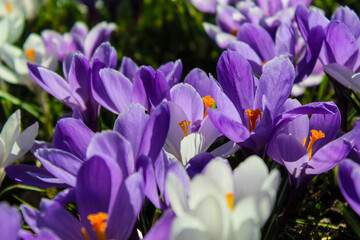 purple crocus flowers