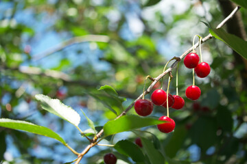 Several ripening cherries on a tree branch, close-up. Red berries.